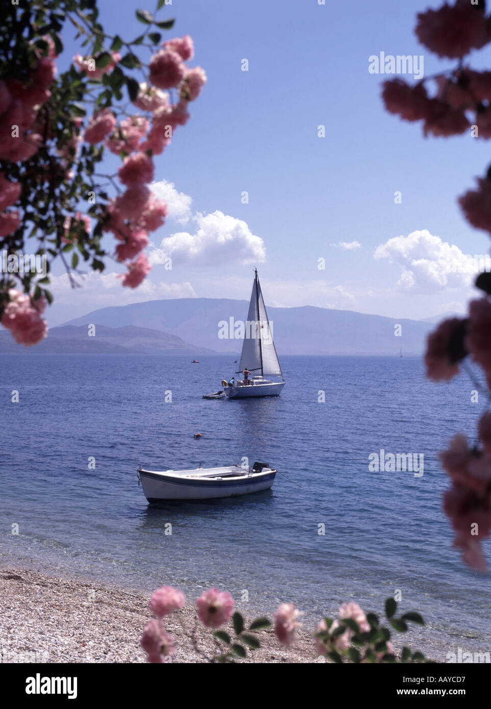 Fleurs roses qui encadrent la baie d'Agni une crique avec une plage de galets et un petit bateau à voile sur la mer Ionienne vue depuis le bord de l'eau Taverna Corfu Island Grèce Banque D'Images