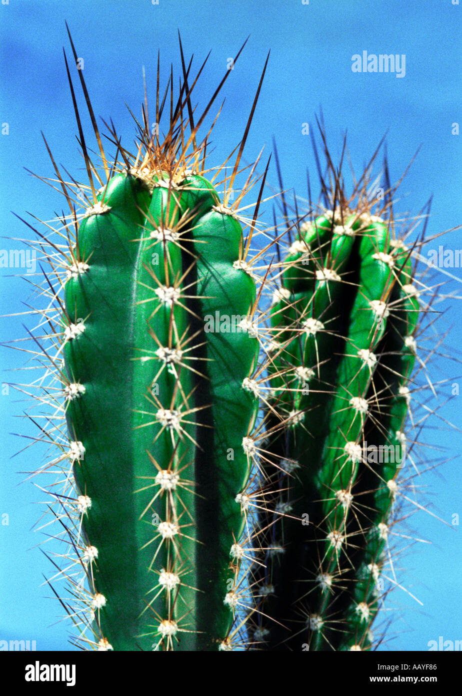 Close up of cactus Banque D'Images