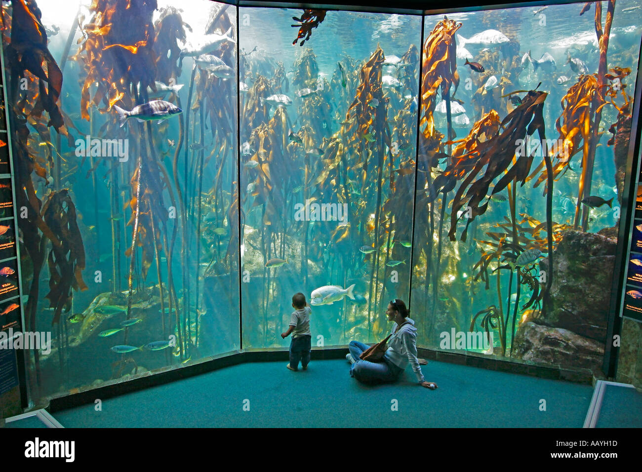 Afrique du Sud Cape Town Waterfront aquarium Banque D'Images