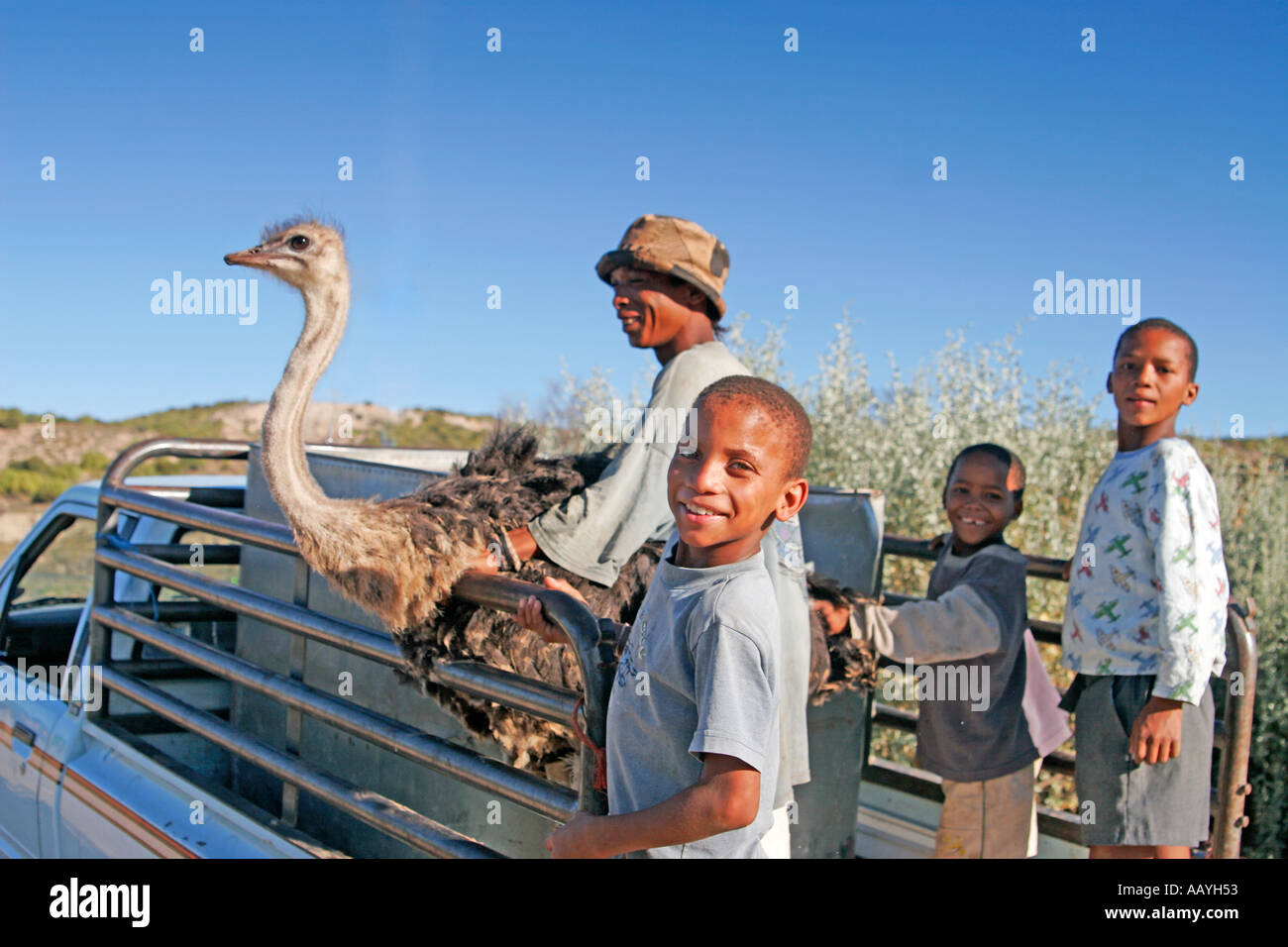 Afrique du Sud Western Cape Karoo Oudtshorn autruche autruche ferme transports en voiture les enfants Banque D'Images