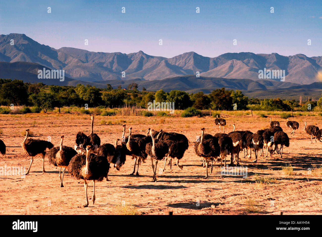 Afrique du Sud Western Cape Karoo Oudtshorn ostrich farm Banque D'Images