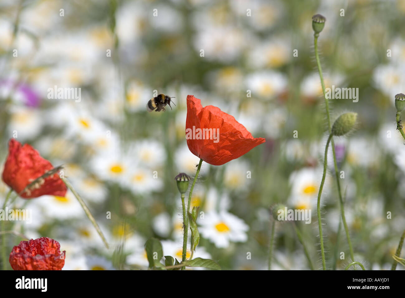Coquelicots Papaver rhoeas Bourdon Chilterns Bucks UK Juin Banque D'Images