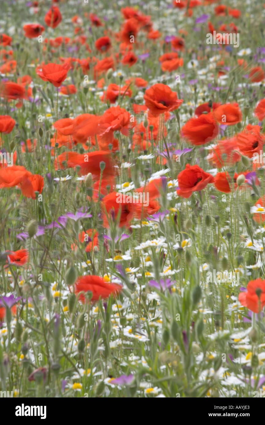 Coquelicots dans le vent Chilterns Bucks UK Juin Banque D'Images