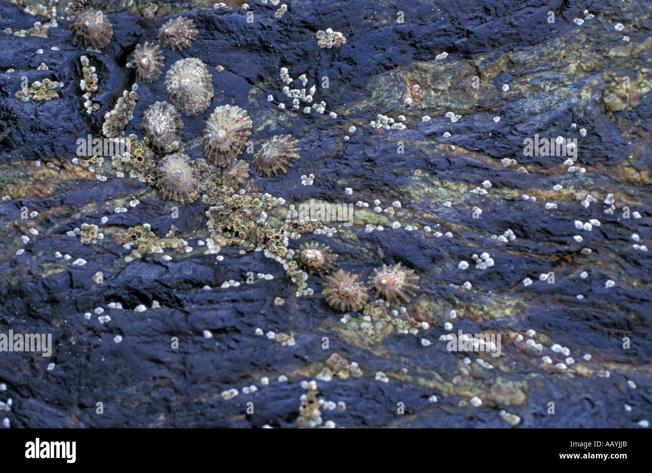 Les patrons des coquillages sur les rochers à St Ives, Cornwall. Banque D'Images