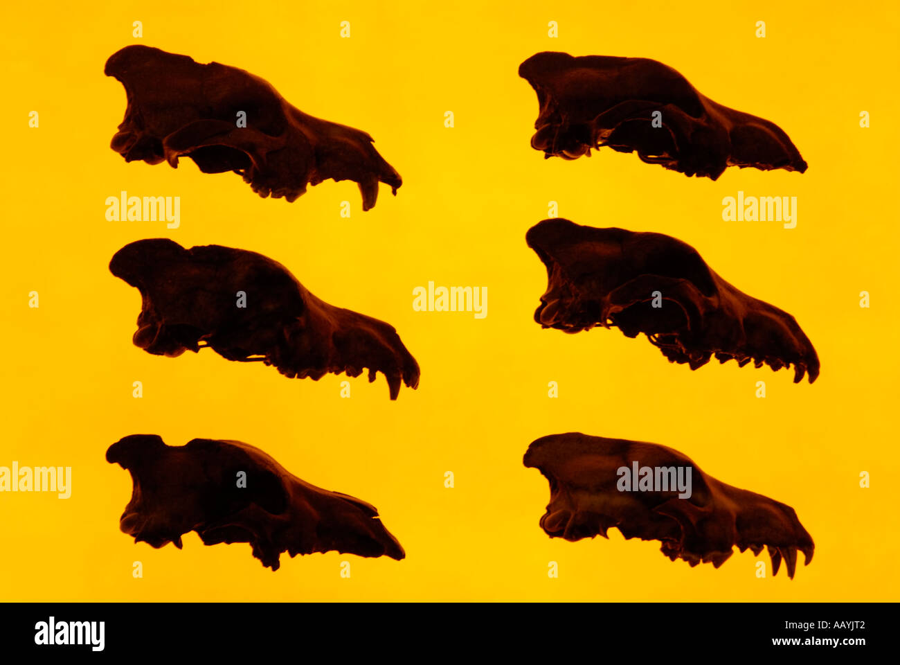 Affichage des crânes préservés Le Loup trouvé dans La Brea Tar Pits, Page Museum Banque D'Images
