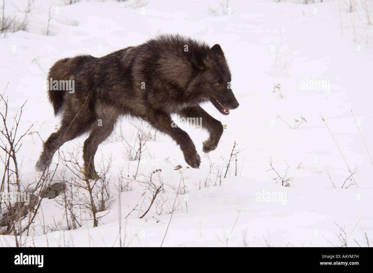 Gray wolf, Canis lupus, courir dans la neige. Banque D'Images