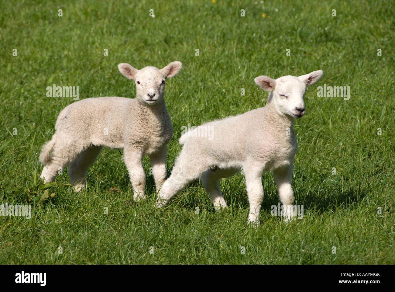 Agneaux dans and Wildboarclough Banque D'Images