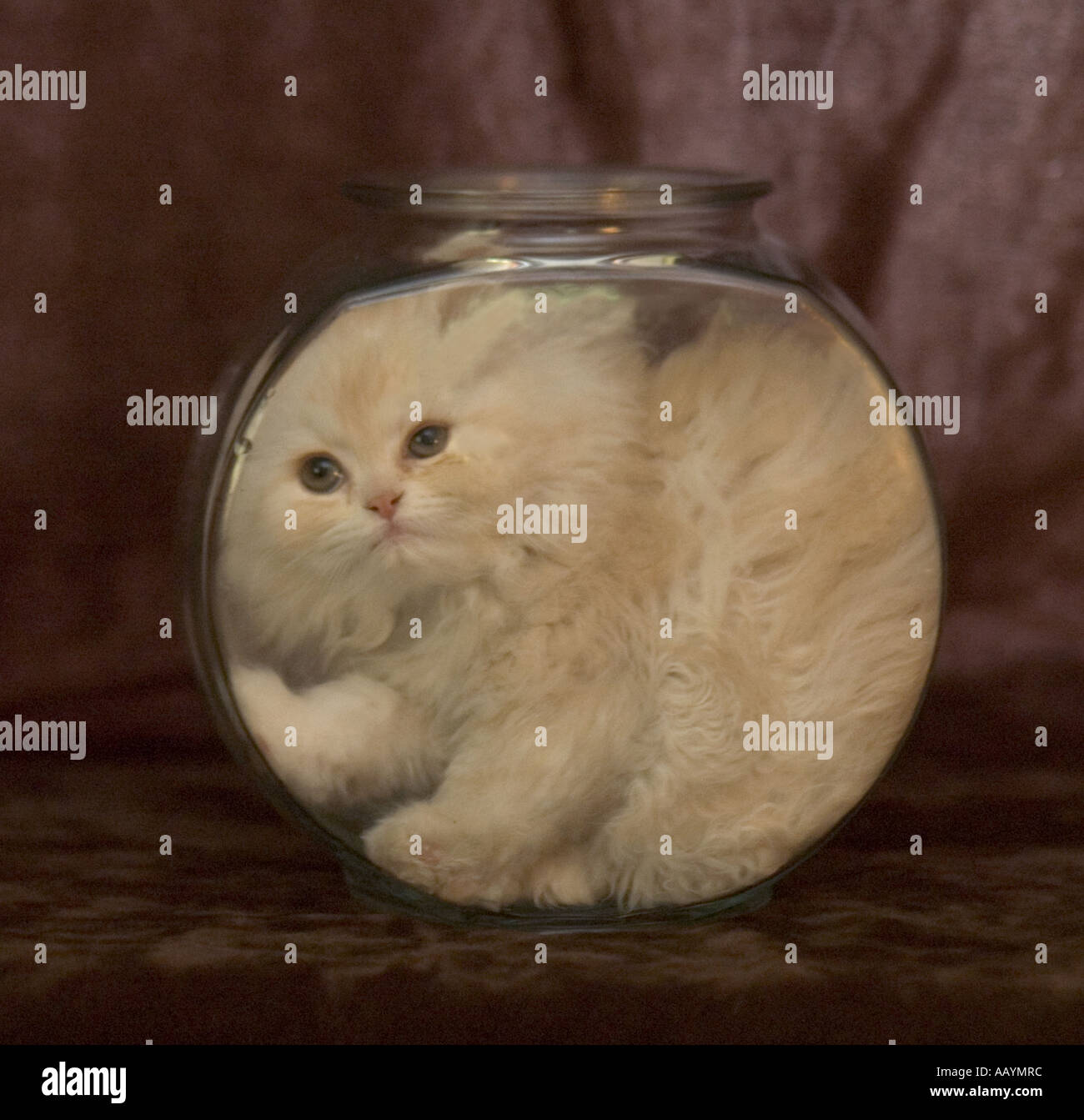 Mignon chaton persan blanc assis ou bloqué en poissons de verre bol. Banque D'Images