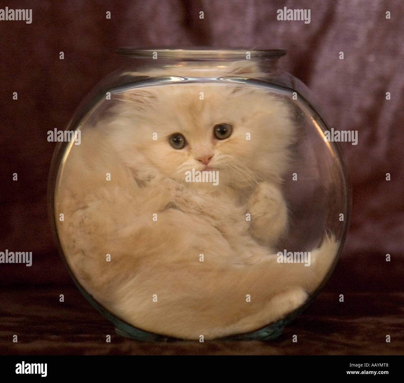 Mignon chaton persan blanc assis ou bloqué en poissons de verre bol. Banque D'Images