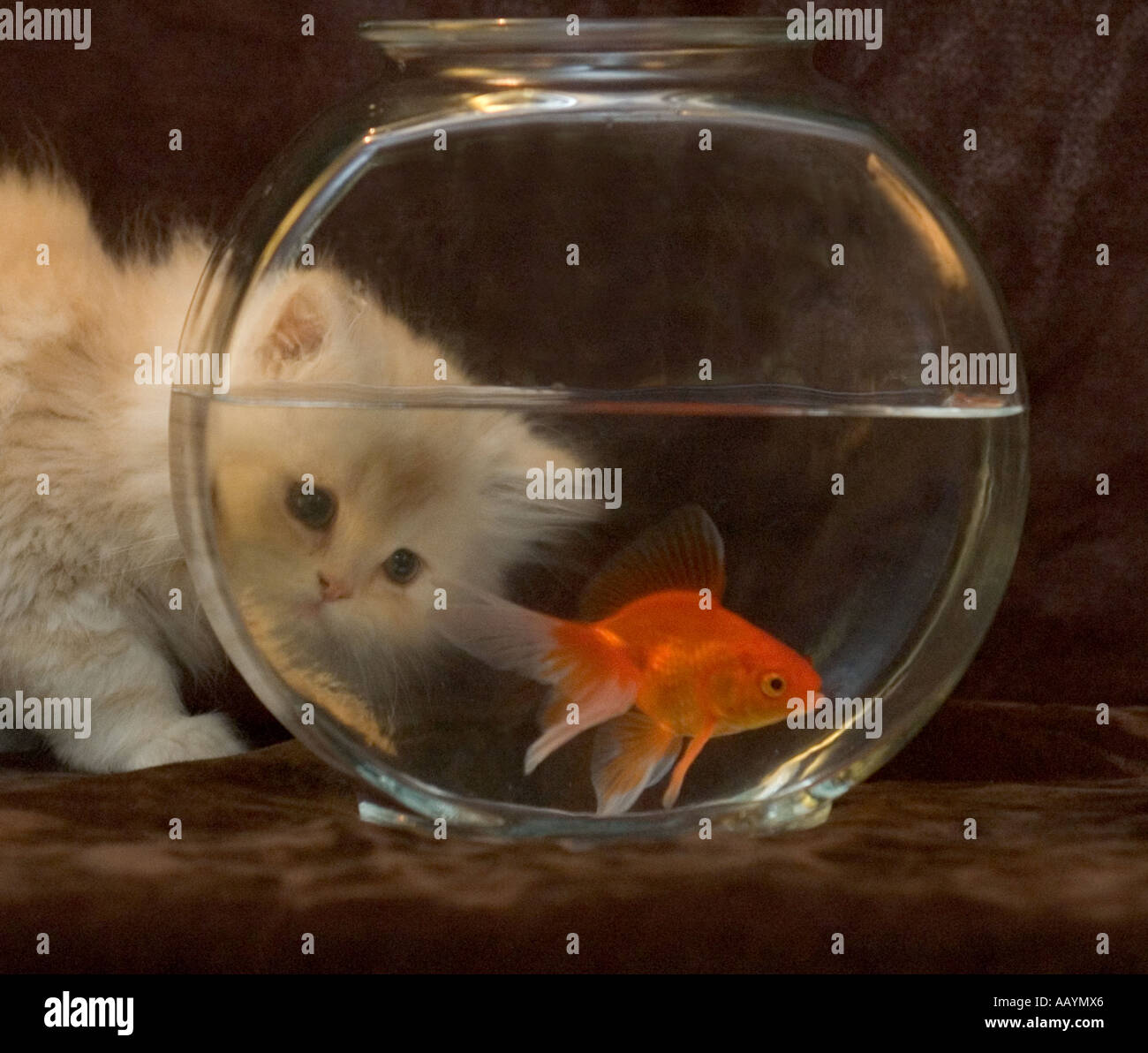 Chaton persan pure race blanc orange intérieur regarder nager dans Goldfish Bowl avec de l'eau Banque D'Images