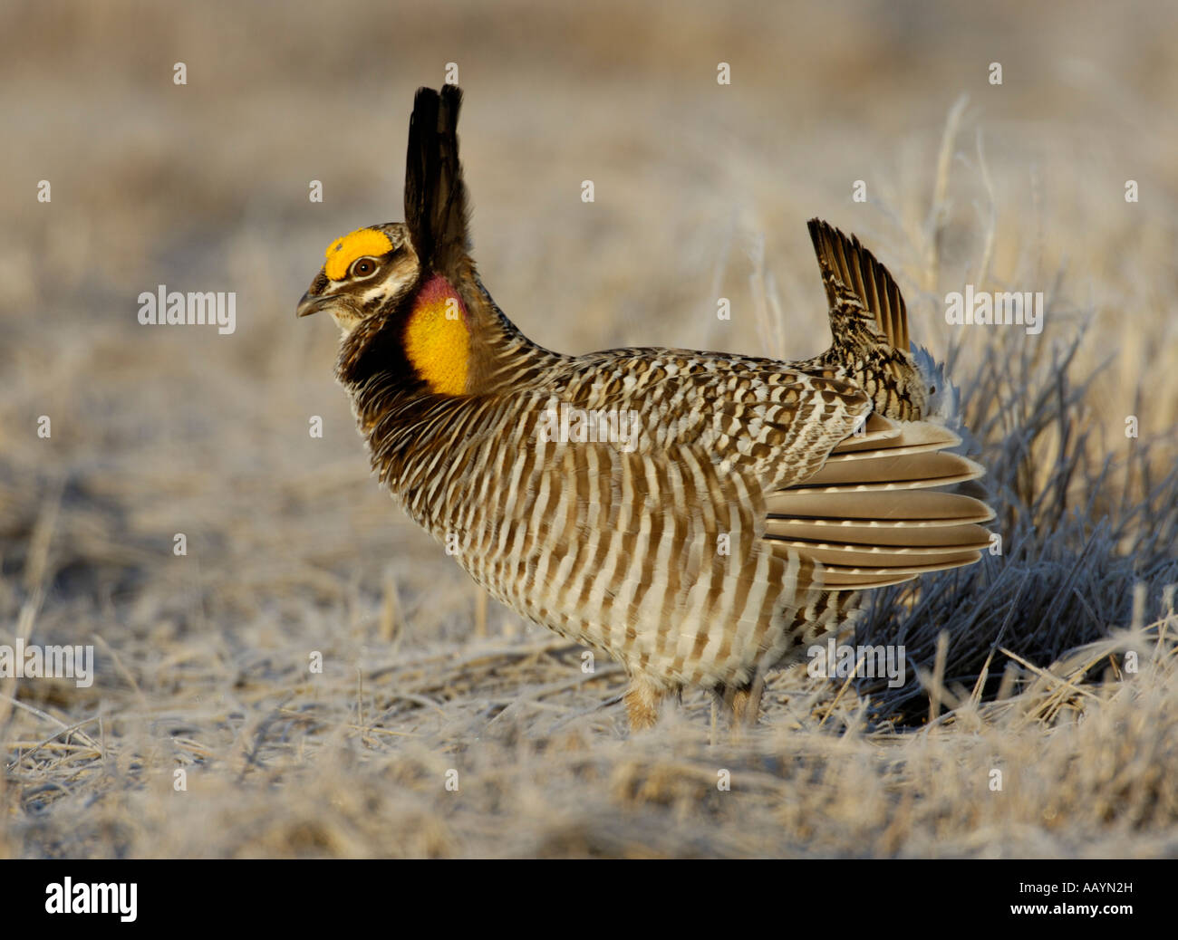 Un homme la grande poule-des-Prairies s'affiche dans un lek à Glyndon Bluestem Prairie Minnesota Banque D'Images