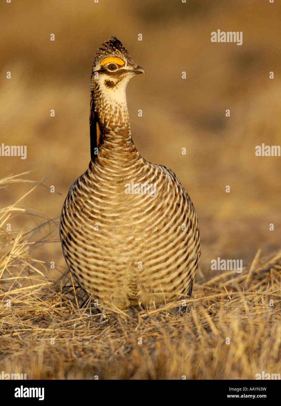 Un homme la grande poule-des-Prairies s'affiche dans un lek à Glyndon Bluestem Prairie Minnesota Banque D'Images
