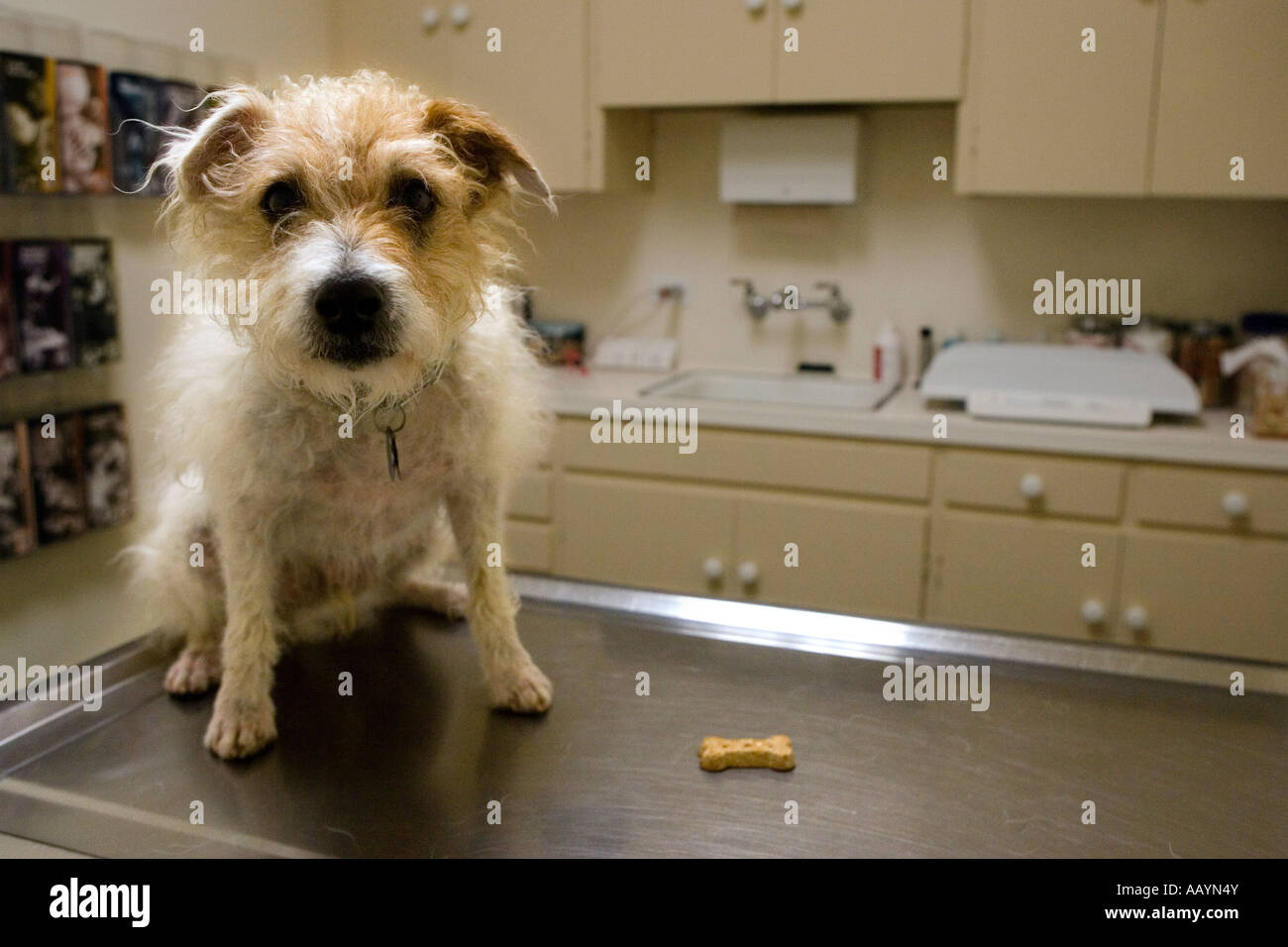 Un malheureux chien attend chez le vétérinaire Banque D'Images