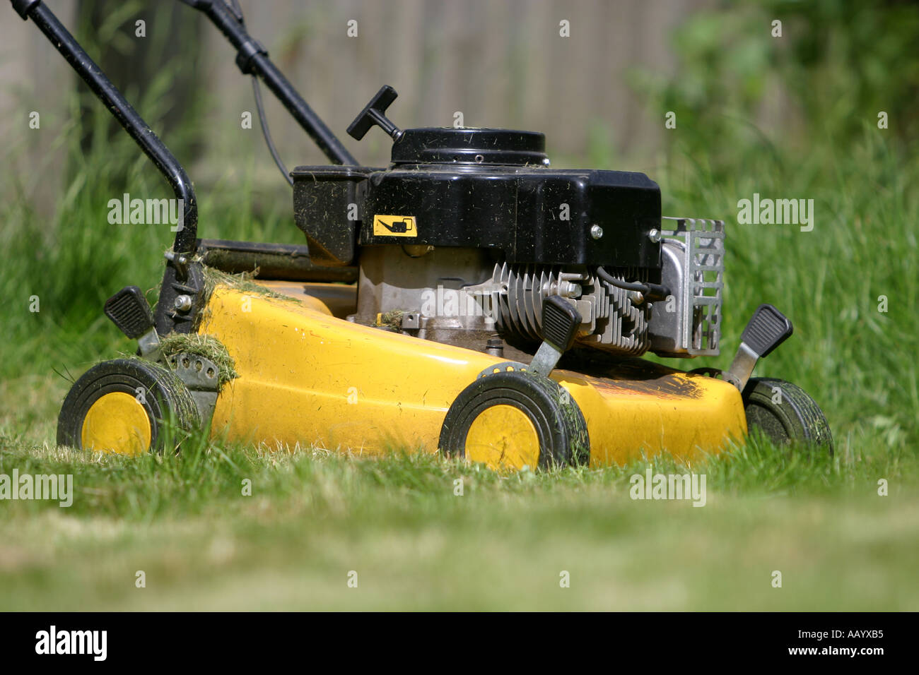 Close up de tondeuse essence Banque D'Images
