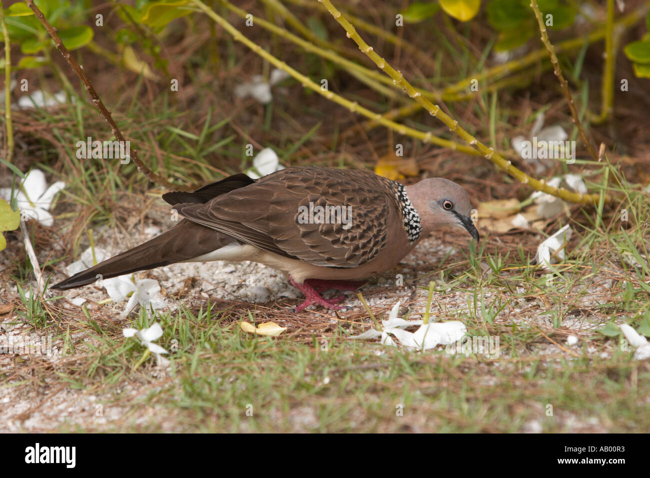 Spotted Dove, également connu sous le nom de la tortue ponctuée Dove. L'île de Langkawi, Malaisie. Banque D'Images