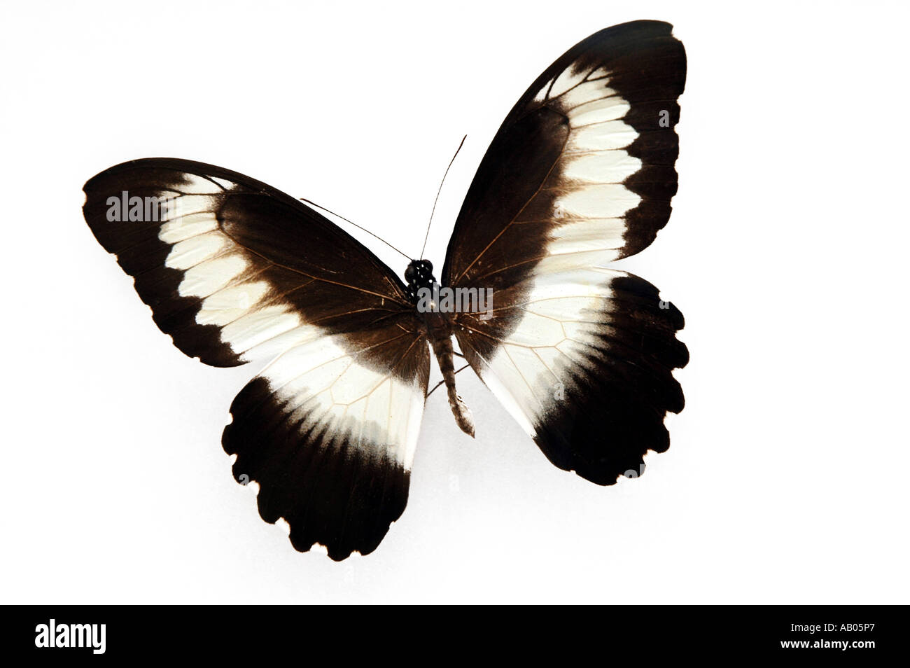 Mechowianus Papilio papillon d'Afrique Centrale Banque D'Images