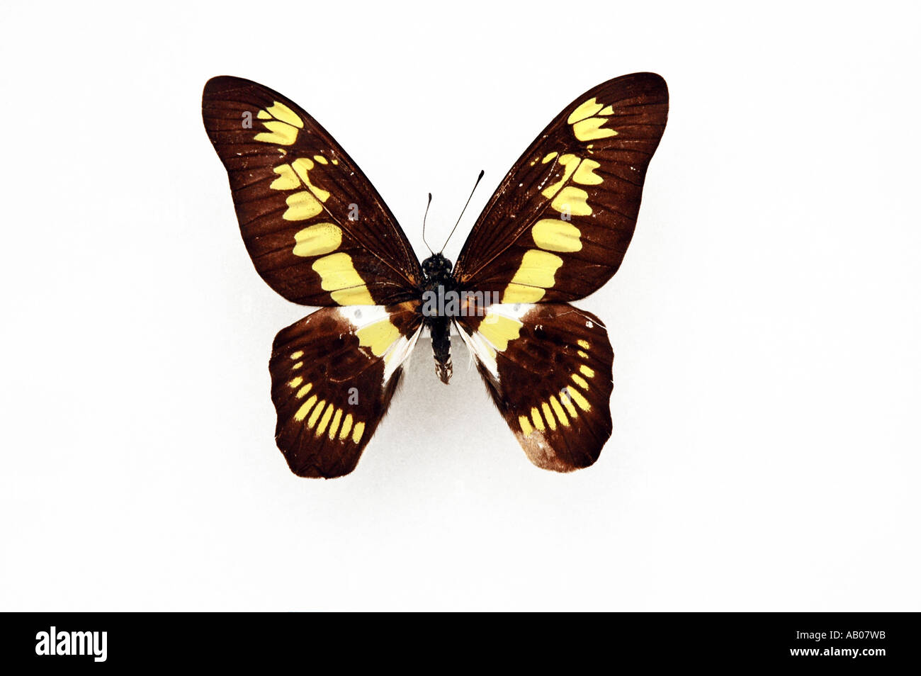 Latreillianus Graphium butterfly Banque D'Images