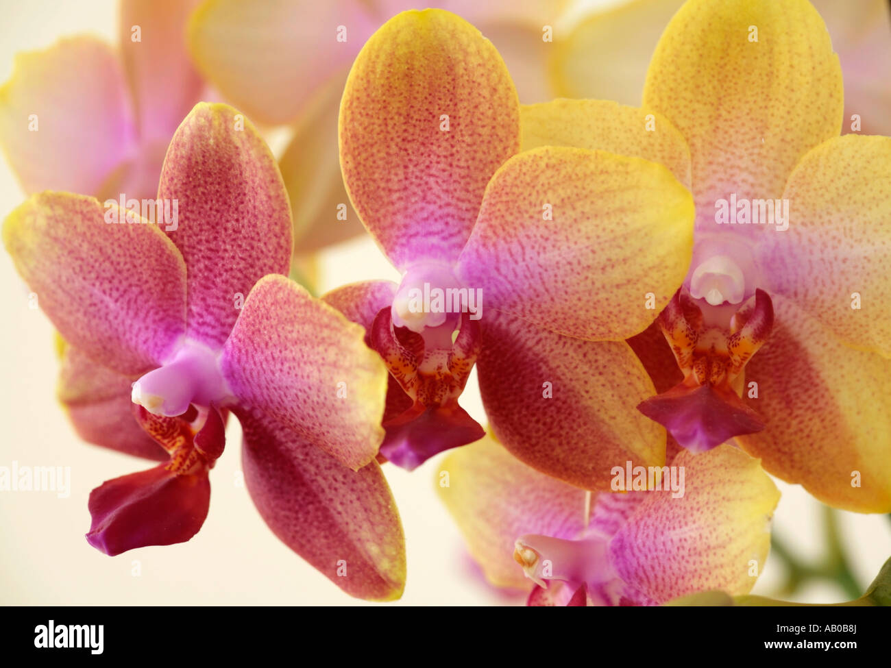 Pic de fleurs d'orchidées Phalaenopsis de fleurs jaunes repérées avec rouge foncé et labellum rouge foncé Banque D'Images