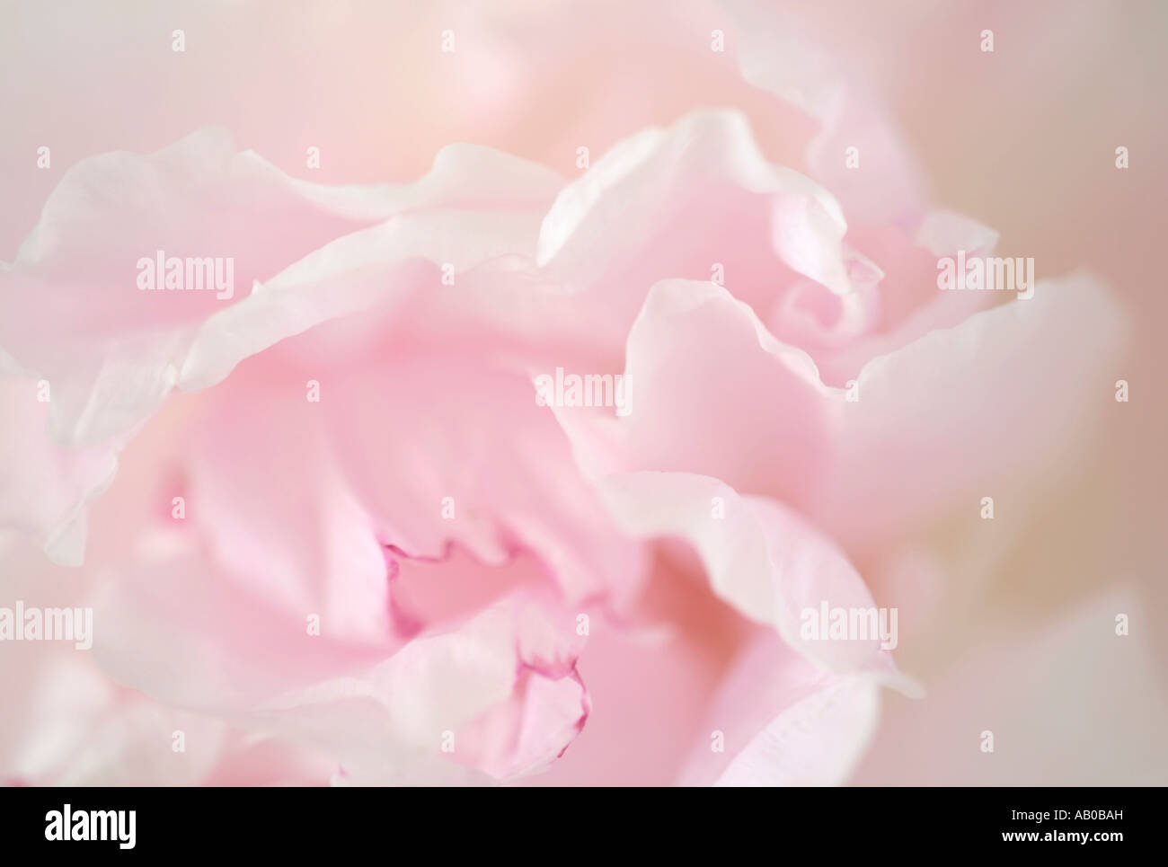 Gros plan sur les pétales rose pâle d'une fleur de pivoine en fleur Banque D'Images