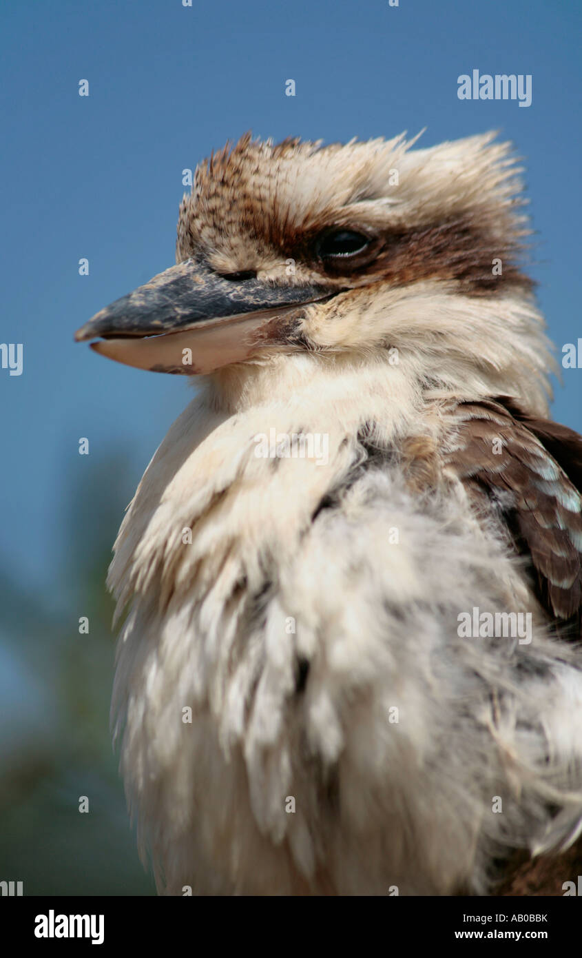 Portrait d'un seul adulte Riant l'oiseau de Kookaburra (Dacelo novaeguineae) contre un ciel bleu clair Banque D'Images