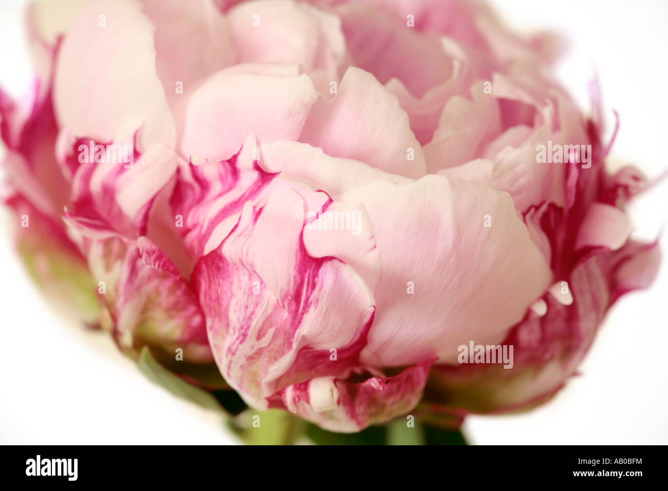 Gros plan sur une seule pivoine rose pâle en fleurs en été Banque D'Images