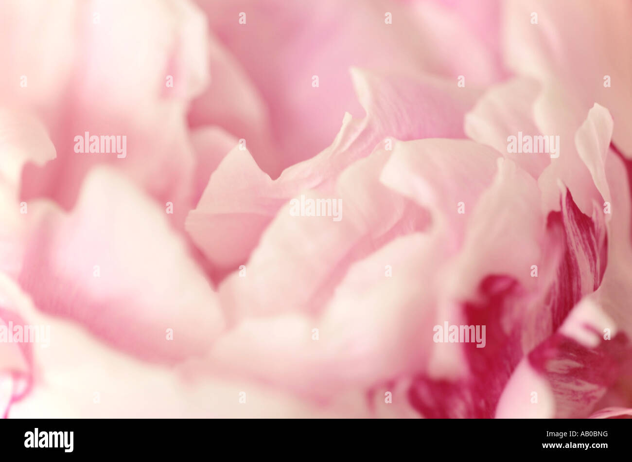 Gros plan sur une seule pivoine rose pâle en fleurs en été Banque D'Images