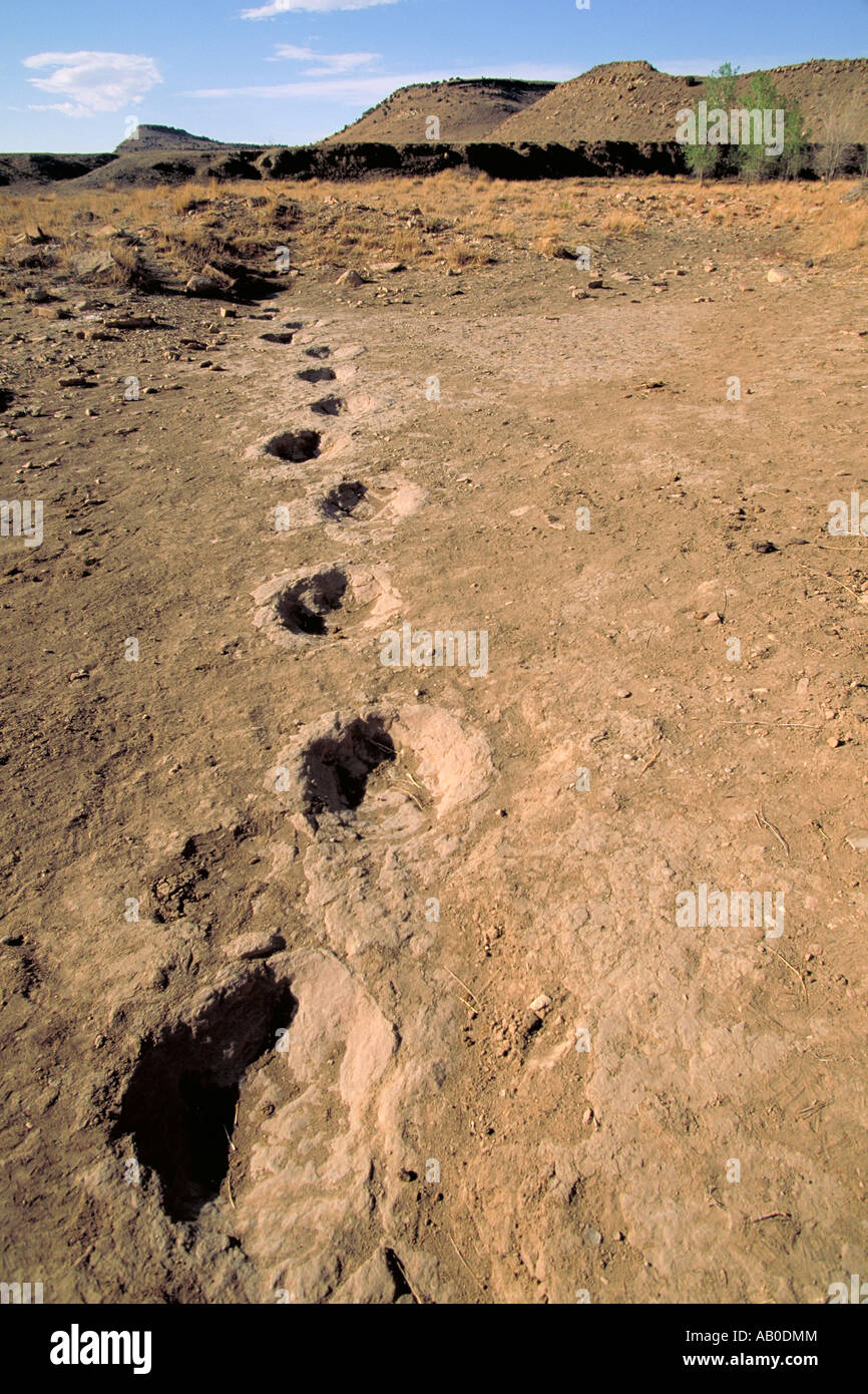 Elk279 2227 Virginia Black Mesa, traces de dinosaures Banque D'Images