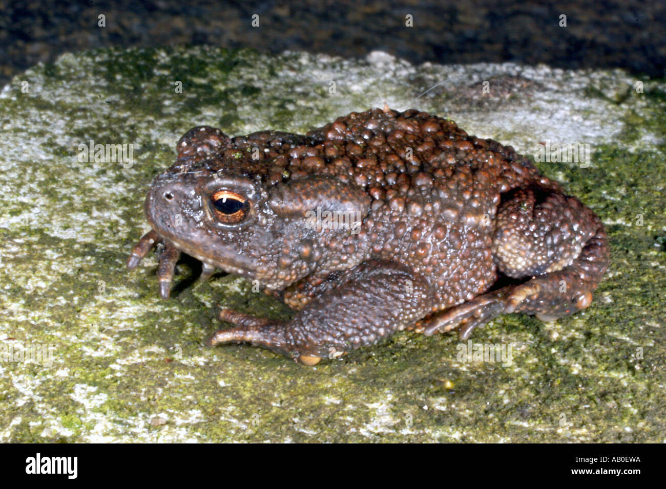 Jeune Crapaud commun environ la moitié cultivées en close up. Bufo bufo. Banque D'Images