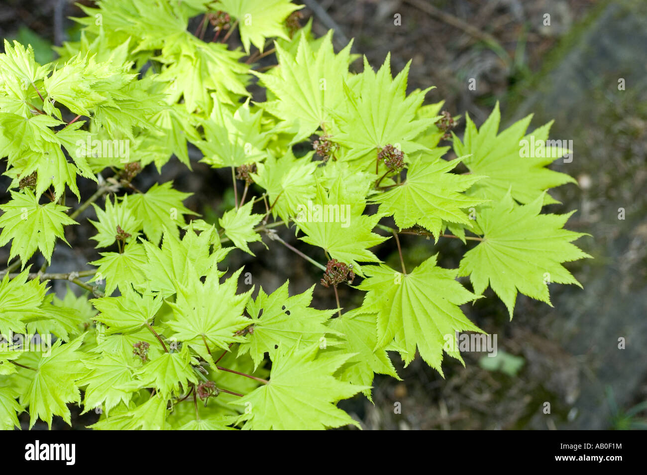 Feuilles vert pâle de printemps japonais d'or ou d'érable Acer shirasawanum Fullmoon - Aureum Banque D'Images