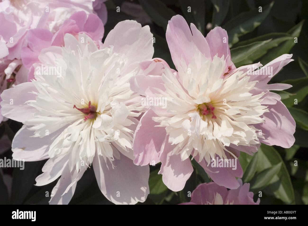Rose blanche de fleurs de printemps pivoine chinoise - Paeonia lactiflora Konigin Wilhelmina Banque D'Images