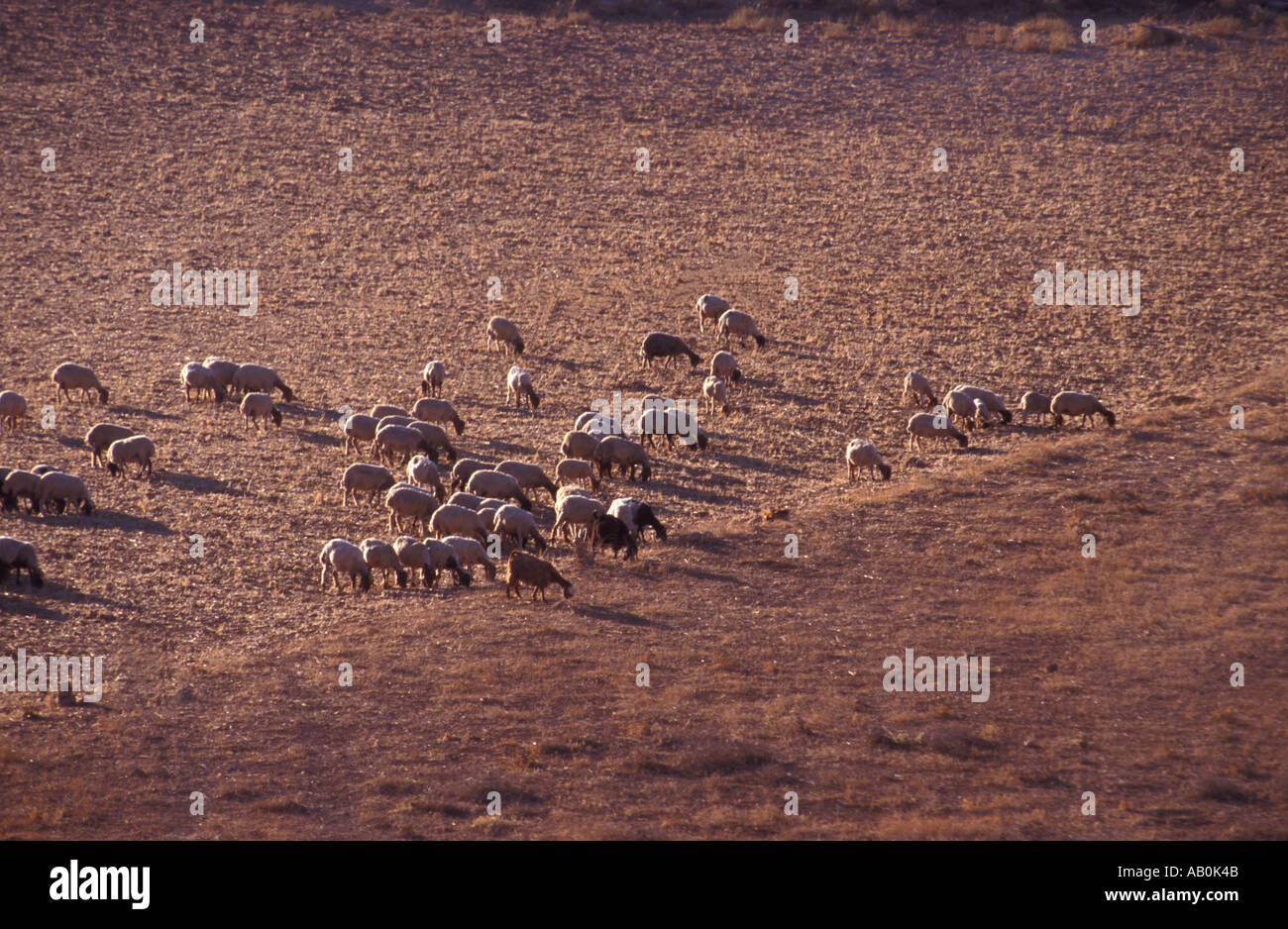 Des moutons paissant dans les collines à l'extérieur de Bethléem Banque D'Images