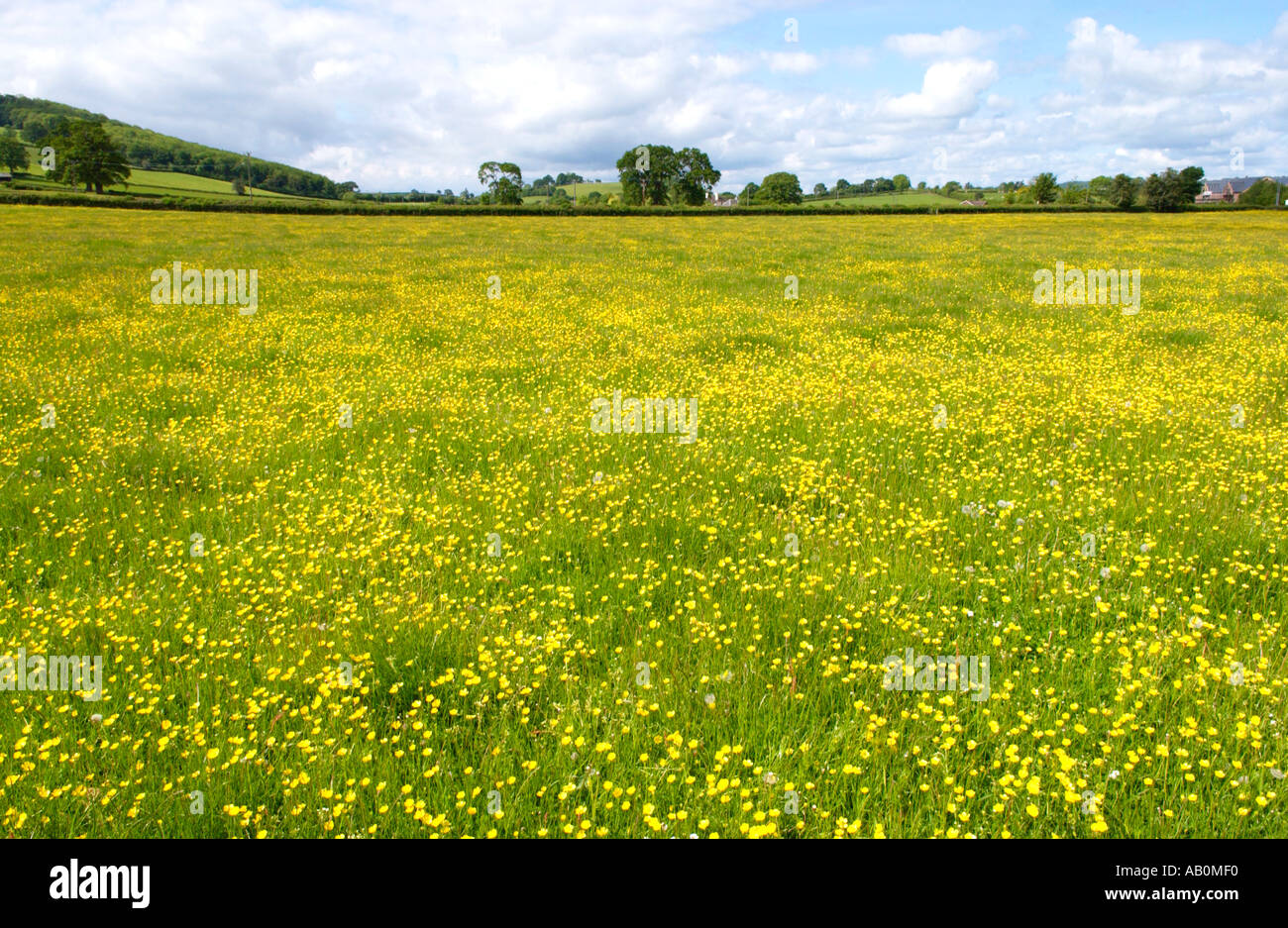 Vue sur les terres agricoles à renoncules jaunes au soleil d'été près de Hay on Wye Powys Pays de Galles UK Banque D'Images