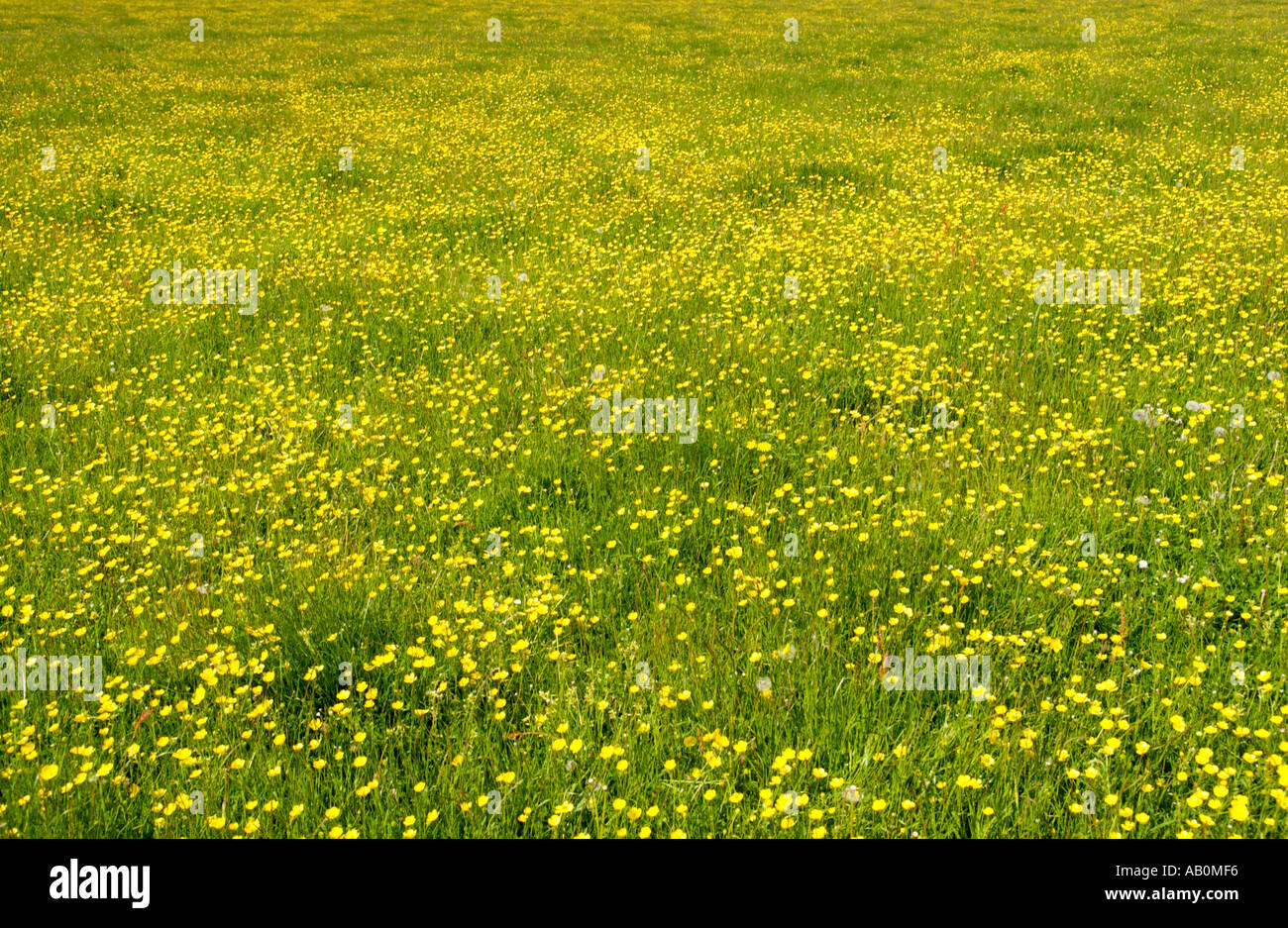Vue sur les terres agricoles à renoncules jaunes au soleil d'été près de Hay on Wye Powys Pays de Galles UK Banque D'Images