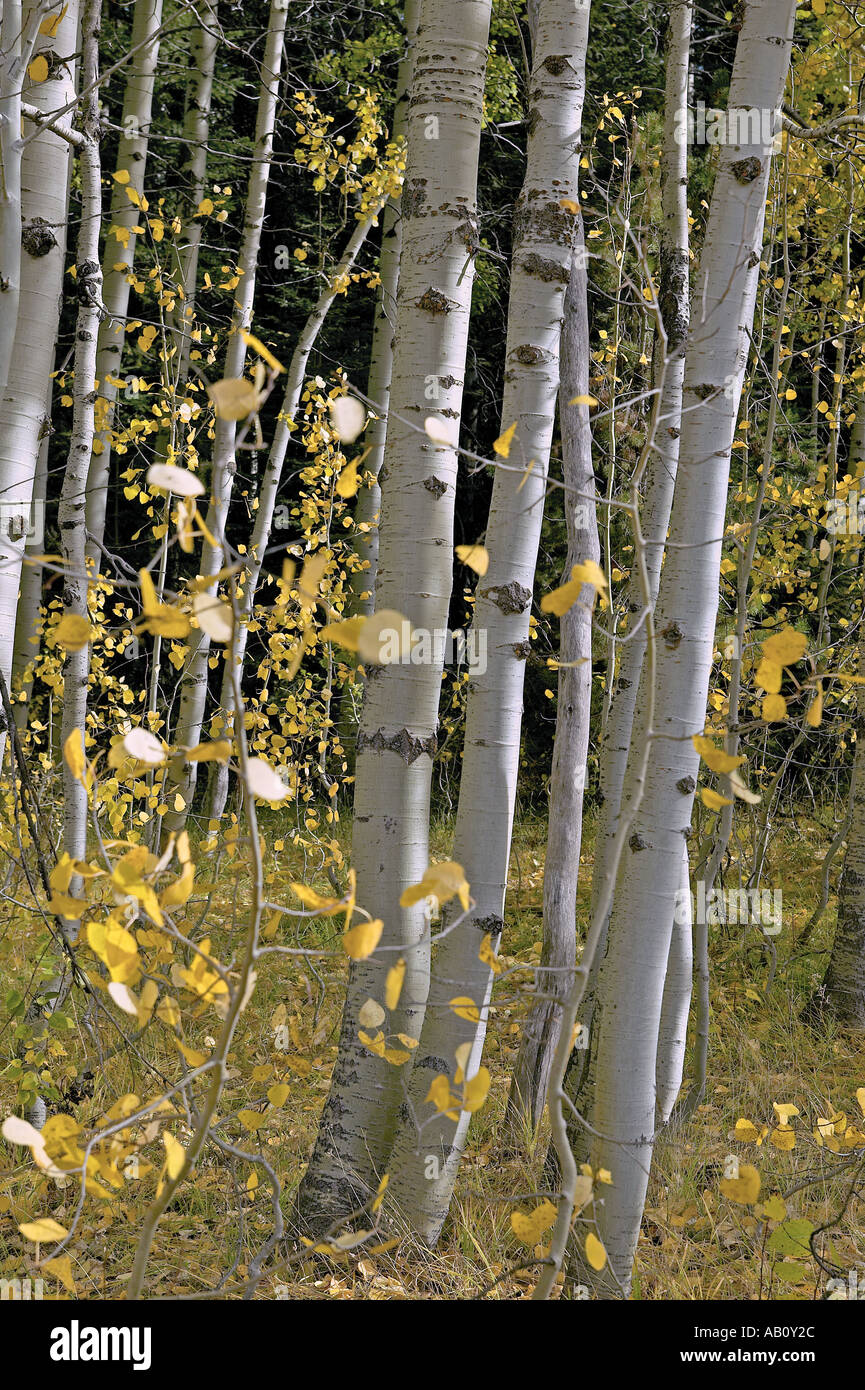 La saison d'automne près de Buck s Lake dans la région de Plumas comté dans le Nord de la Californie Banque D'Images