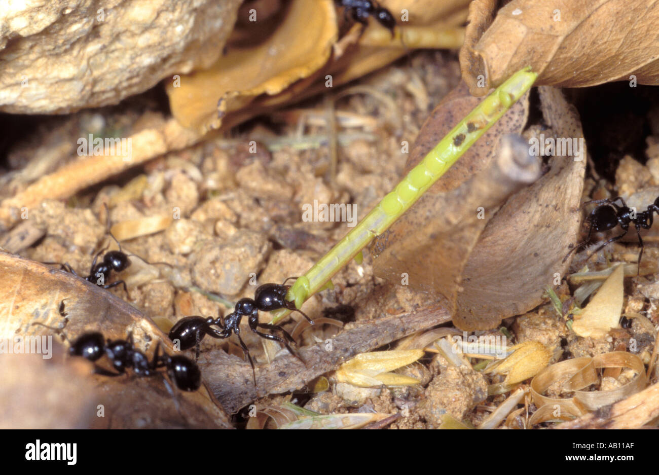 Les fourmis moissonneuses européennes, Messor barbarus. Les travailleurs occupés à la fourmilière Banque D'Images