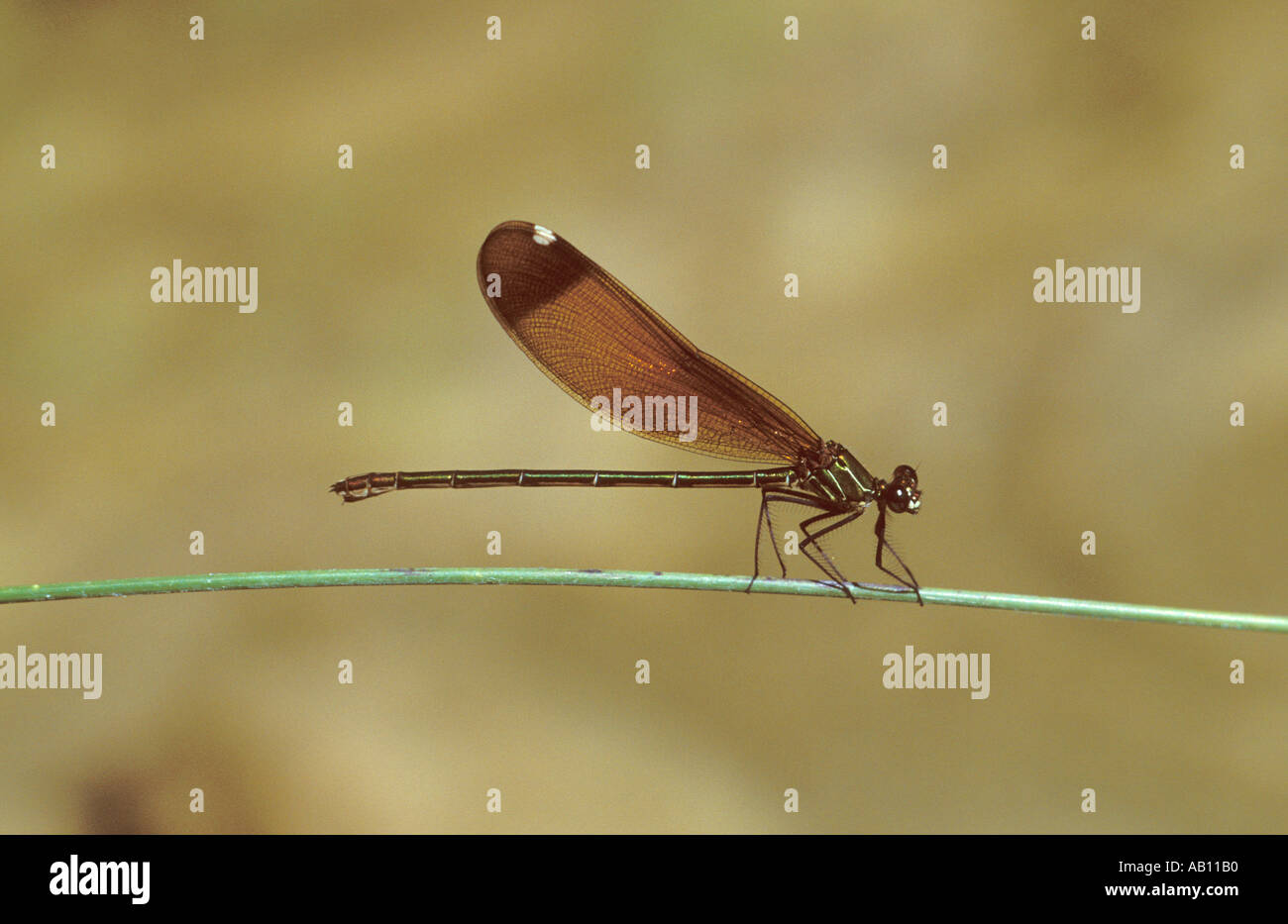 Demoiselle Agrion libellule, Calopteryx virgo. Sur la tige Banque D'Images