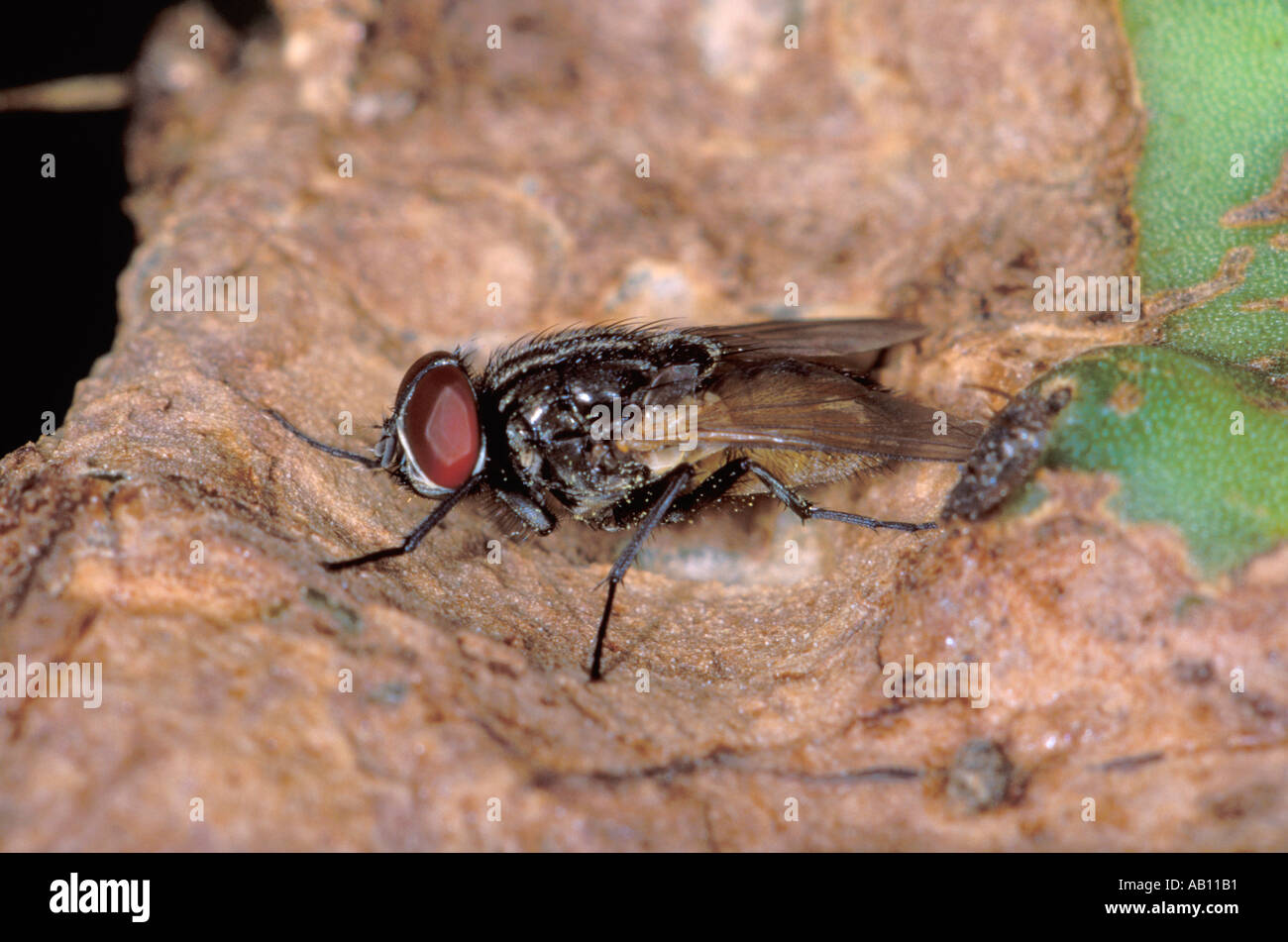 Mouche domestique, Musca domestica. On leaf Banque D'Images