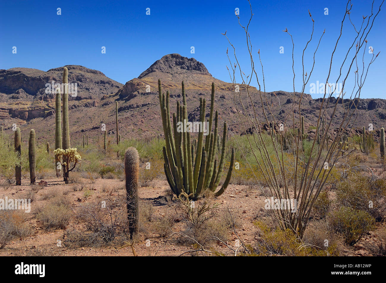 Quatre différents types de tuyaux d'orgue à cactii Parc National ; tuyau d'orgue, cactus Saguaro, Ocotilla et Cholla. Arizona, USA Banque D'Images