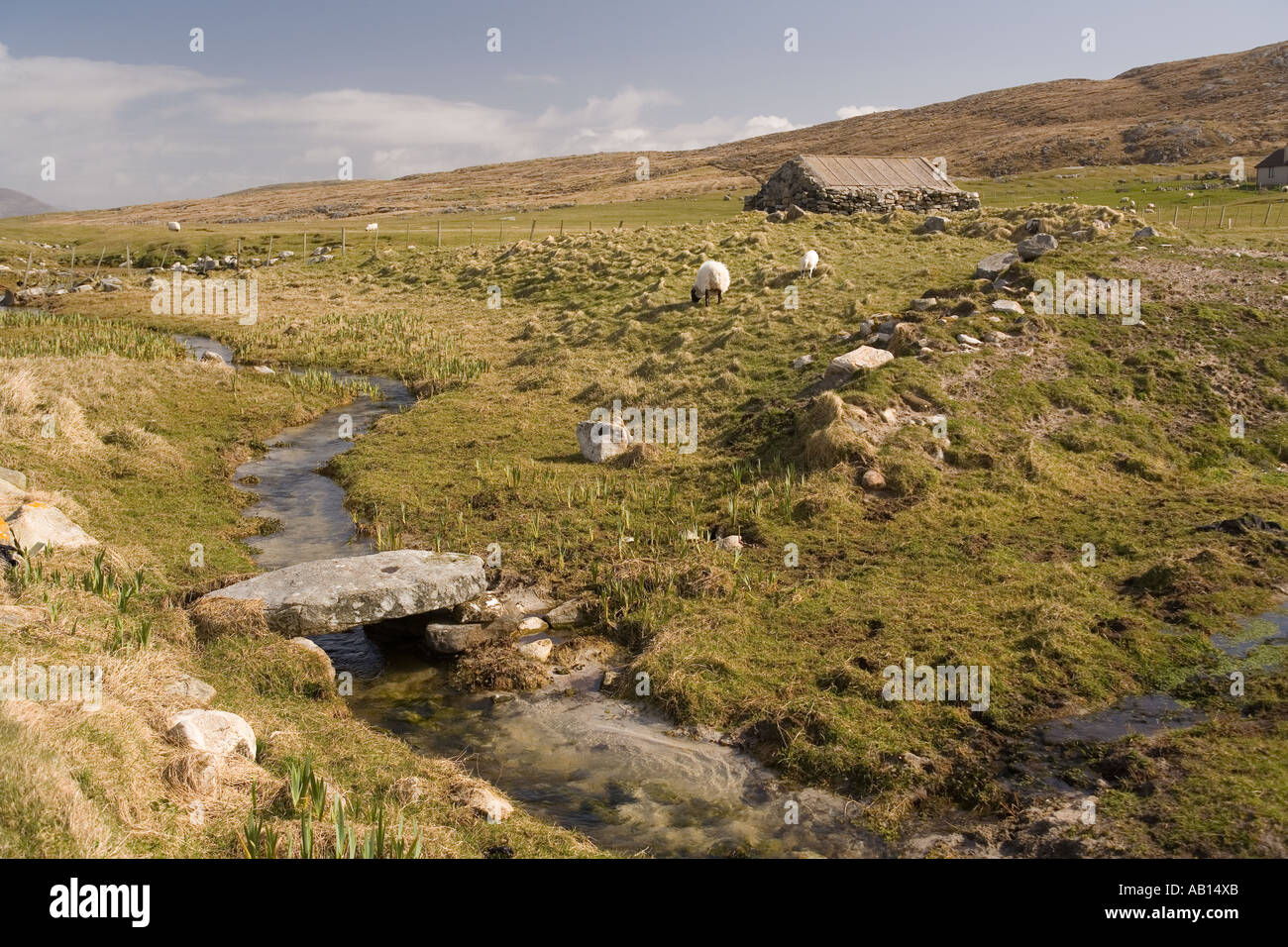 UK Ecosse Îles Hébrides extérieures Berneray moutons sur crofting land Banque D'Images