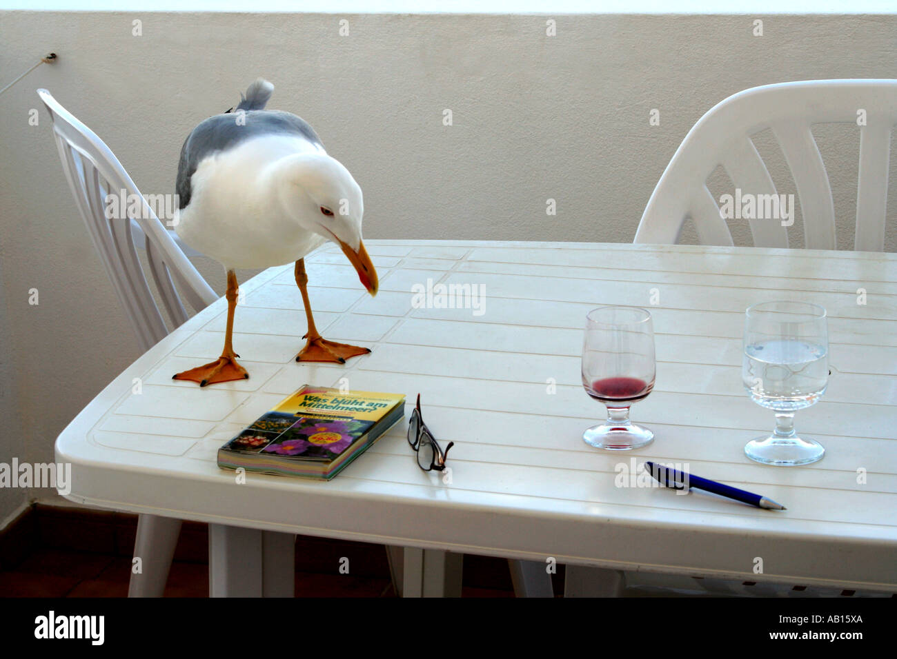 Pieds palmés Seagull visiter et apprécier de lire un livre Algarve Portugal Banque D'Images