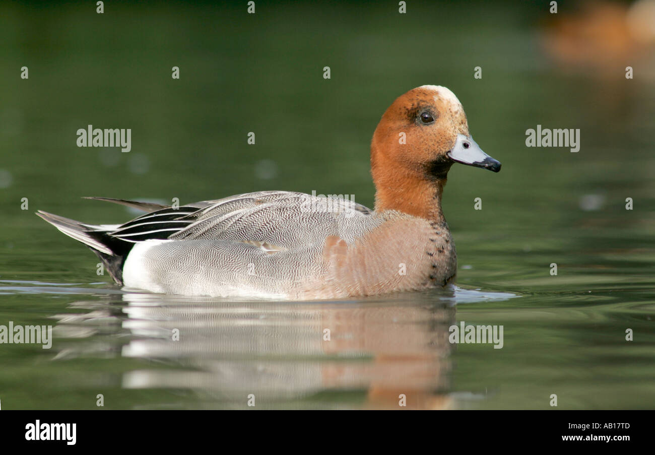 Un seul mâle adulte, le Canard siffleur (Mareca penelope) natation sur le lac. Banque D'Images