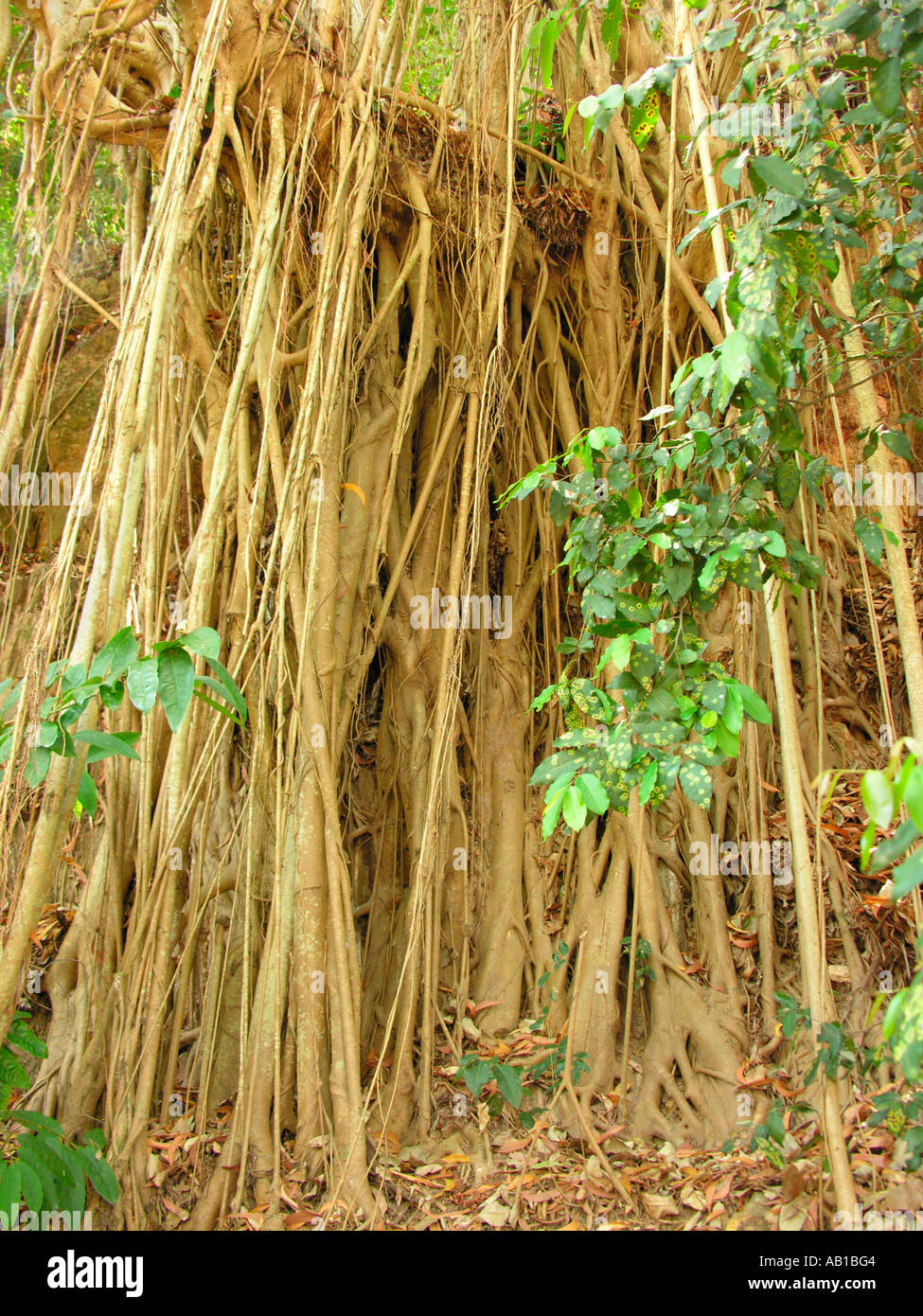 Strangler fig tree racines aériennes dans rainforest Australie Banque D'Images