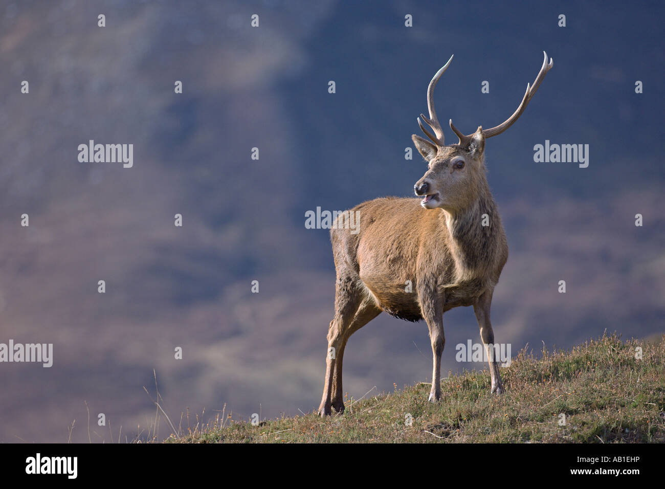 Cervus elaphus red deer stag en Scottish glen Sutherland Alladale Février Ecosse Banque D'Images