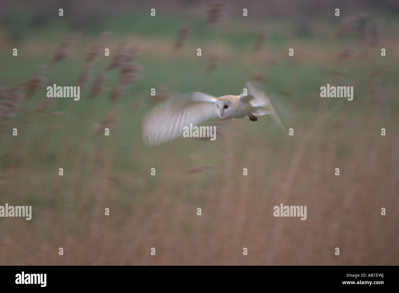 Effraie des clochers Tyto alba chasse North Norfolk Marais pâturage en Angleterre Mars Banque D'Images