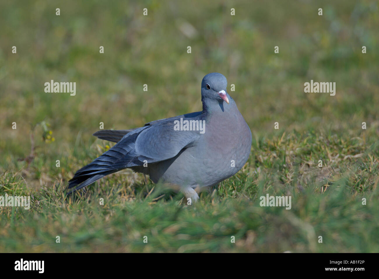 Pigeon colombin Columba oenas pigeon stock ou à mettre de côté l'alimentation de l'agriculture Champ de Mars l'Angleterre Norfolk Banque D'Images