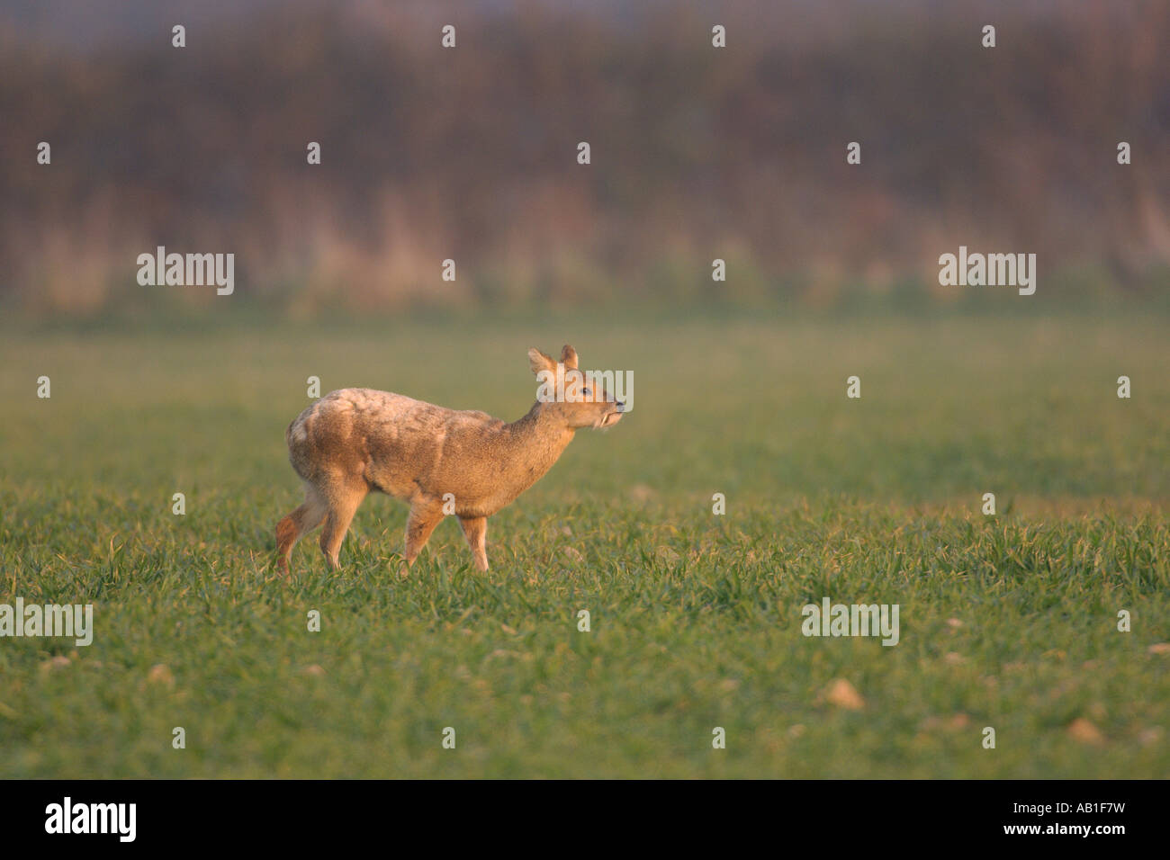 Cerfs Hydropotes inermis eau chinois Mars Angleterre Norfolk Banque D'Images