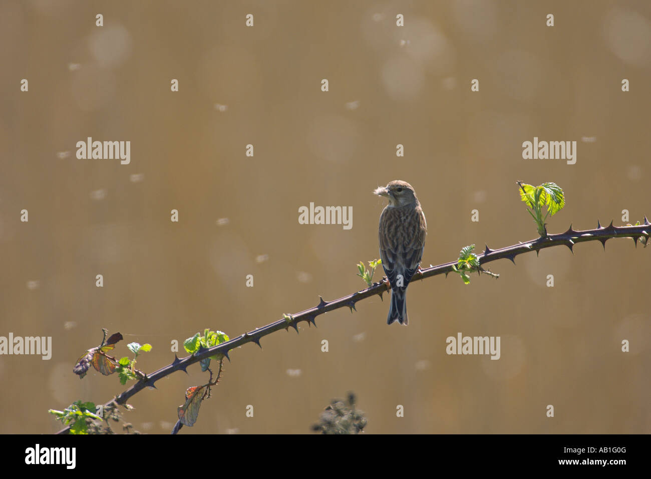 Carduelis cannabina Linnet femelle adultes transportant des matériaux de nidification Fowlmere réserve RSPB Avril Cambridgeshire Banque D'Images