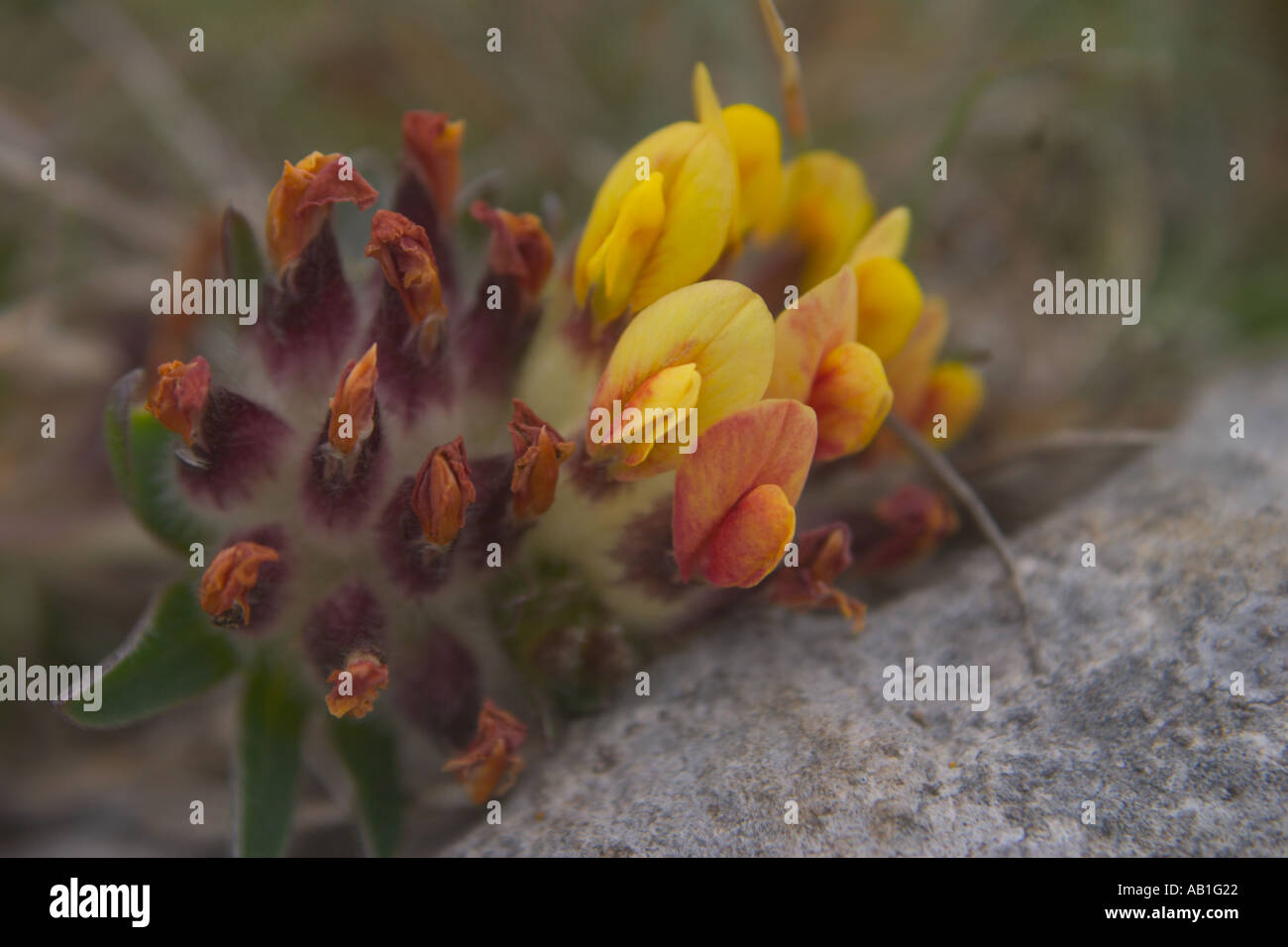 Rein jaune vesce, Anthyllis vulneraria Banque D'Images