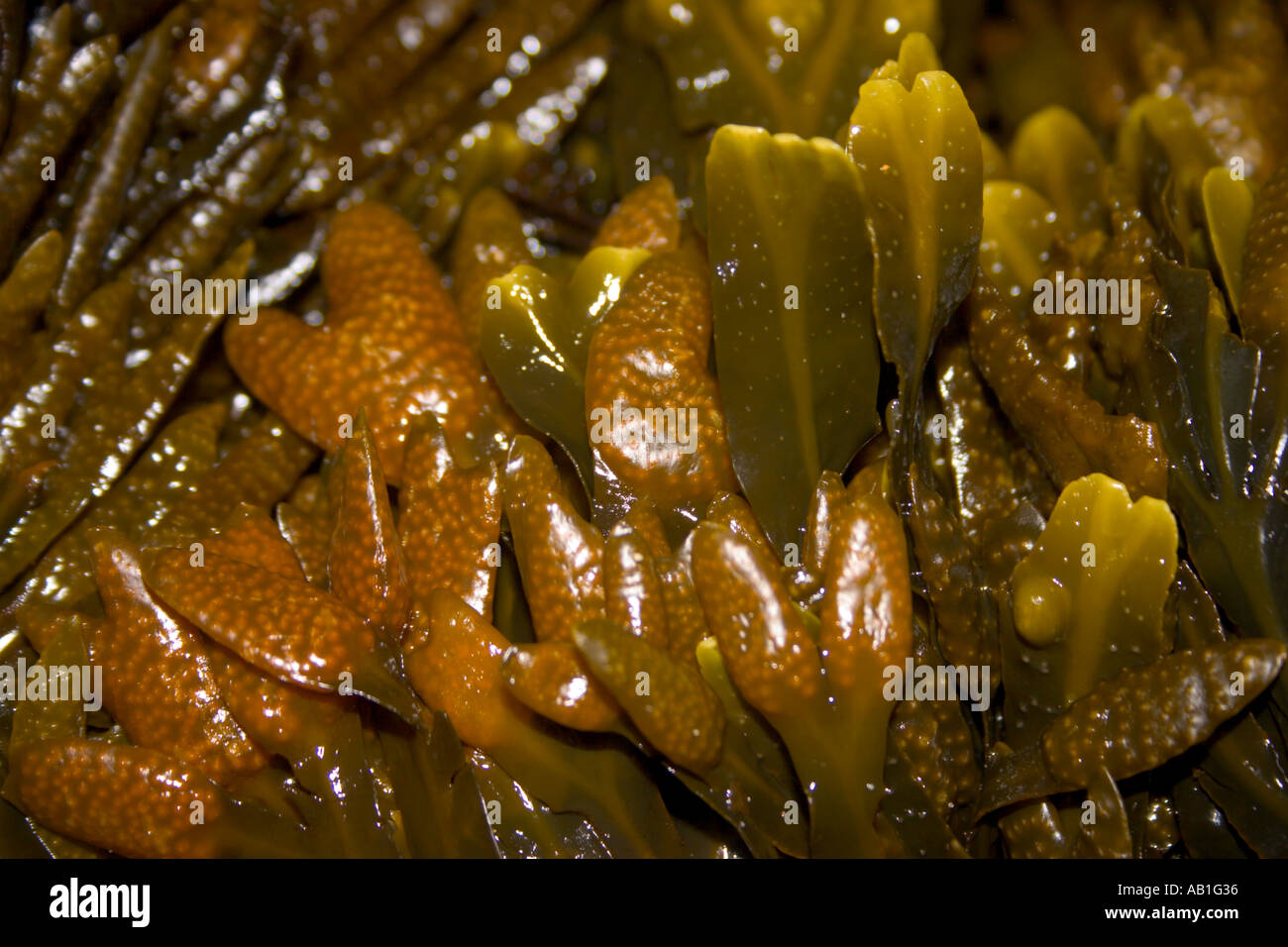 Les algues brunes (Fucus) dans ceranoides Skrinkle Haven, au Pays de Galles Banque D'Images