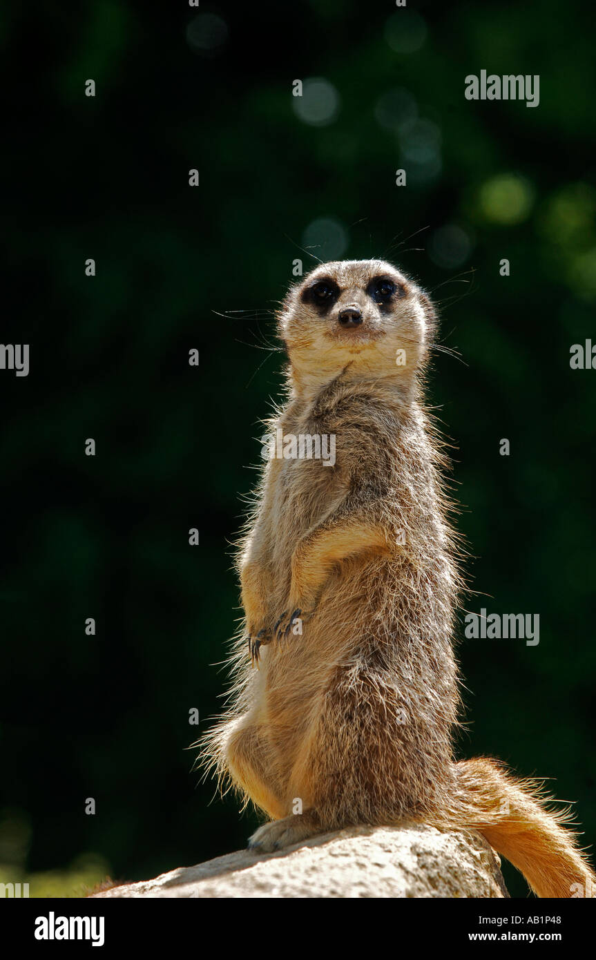 Portrait Meerkat Banque D'Images